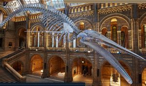 موزه تاریخ طبیعی لندن